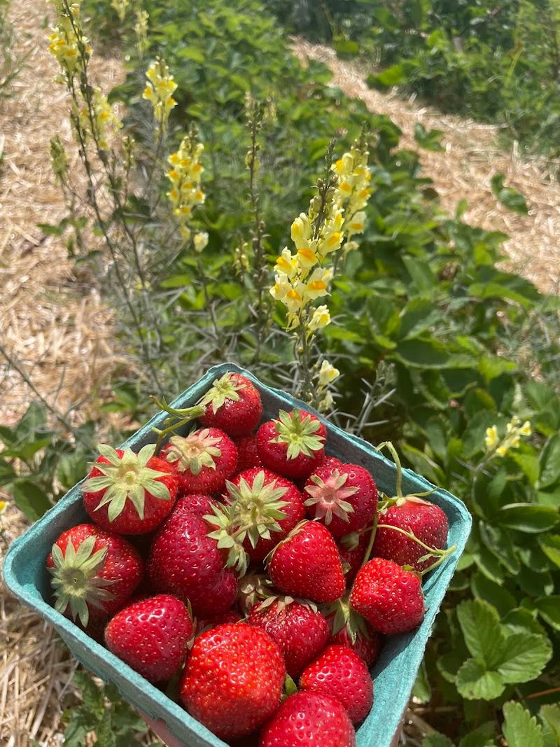Highland Orchards (West Chester, PA)