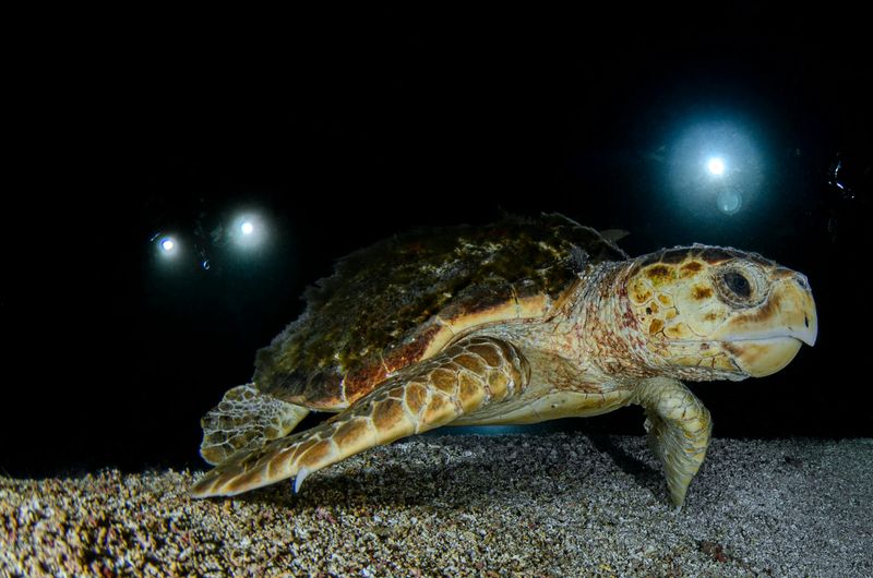 Sea Turtle Walks with Loggerhead Marinelife Center