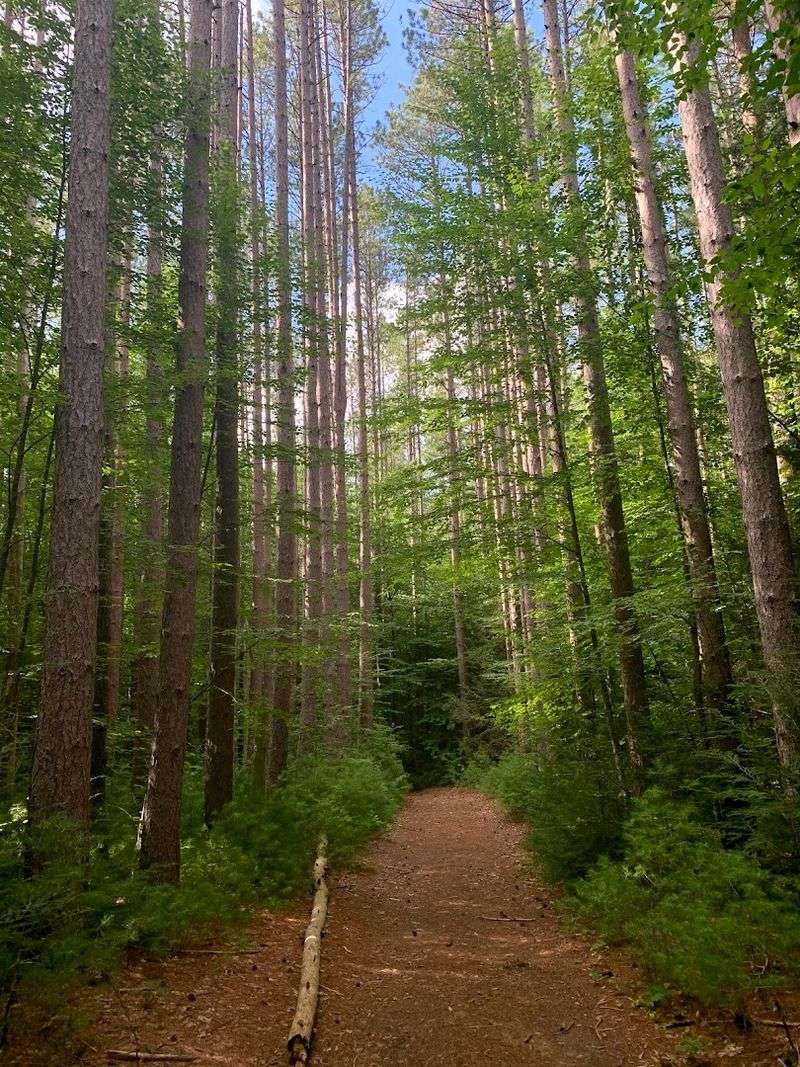 Mohawk Trail State Forest (Charlemont)