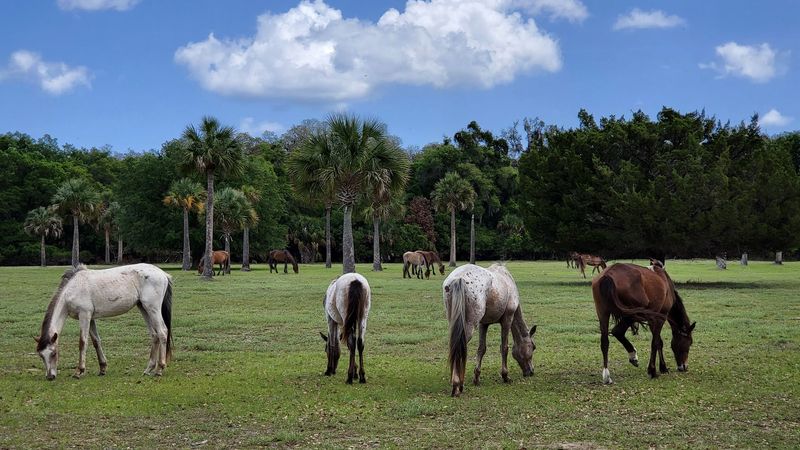 The Famous Wild Horses Roaming Freely
