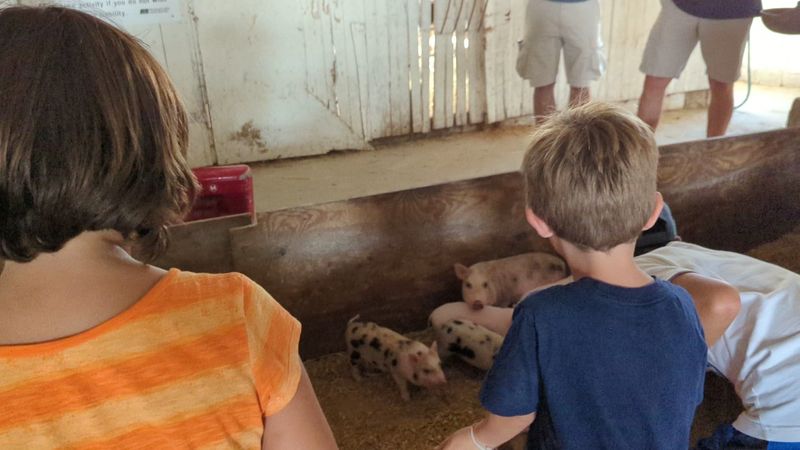 Cuddling Newborn Farm Animals