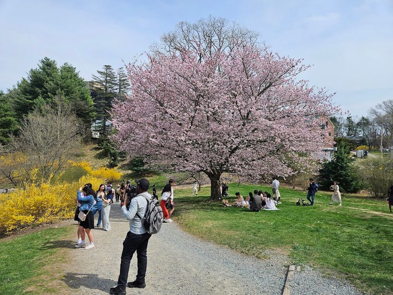 Arnold Arboretum &ndash; Boston