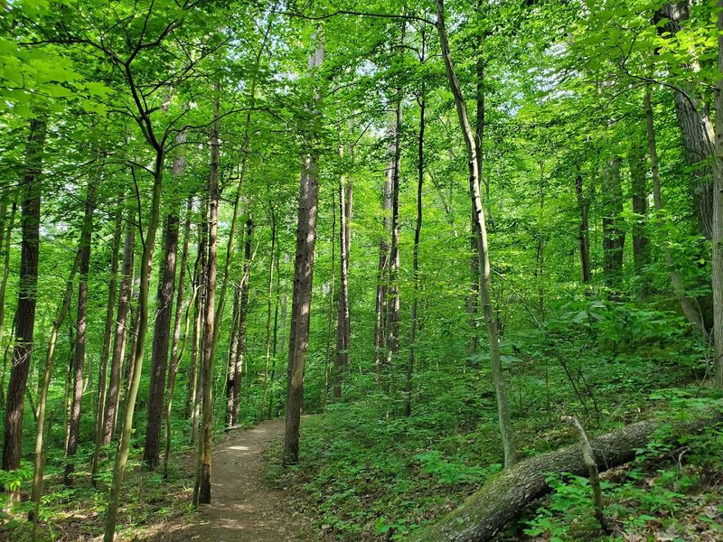 Lake Hope State Park Hemlock Trail
