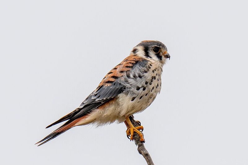 A Globally Important Birding Destination