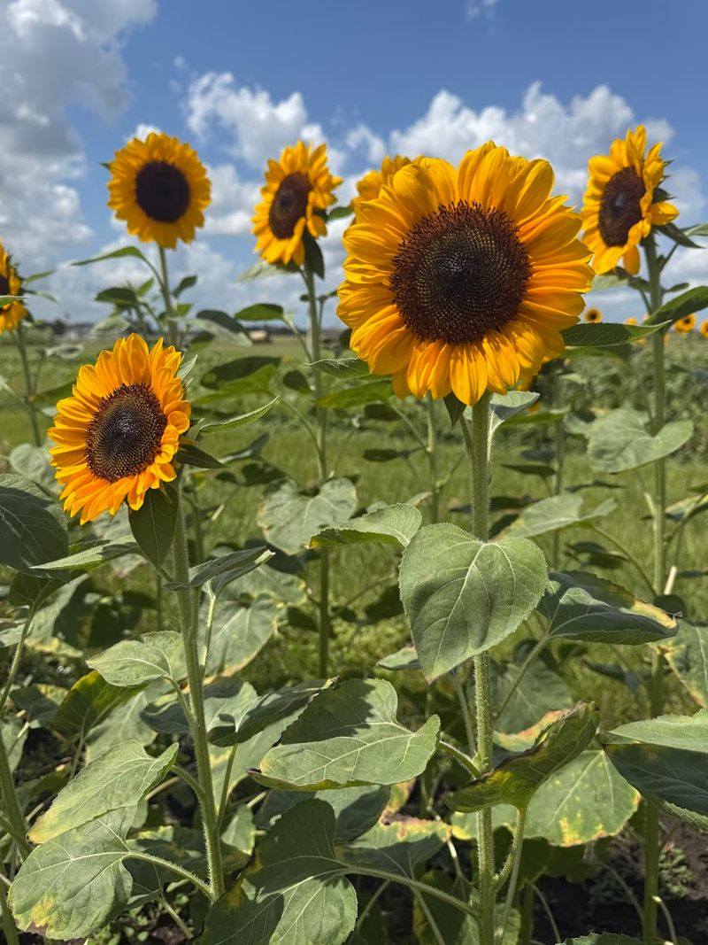 Dade City Sunflower Festival - Dade City