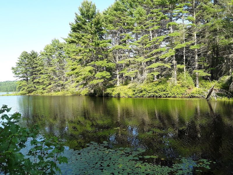 Quabbin Reservoir Gate 40 Trail