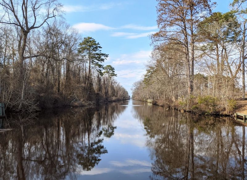 Dismal Swamp State Park Boardwalk (South Mills)