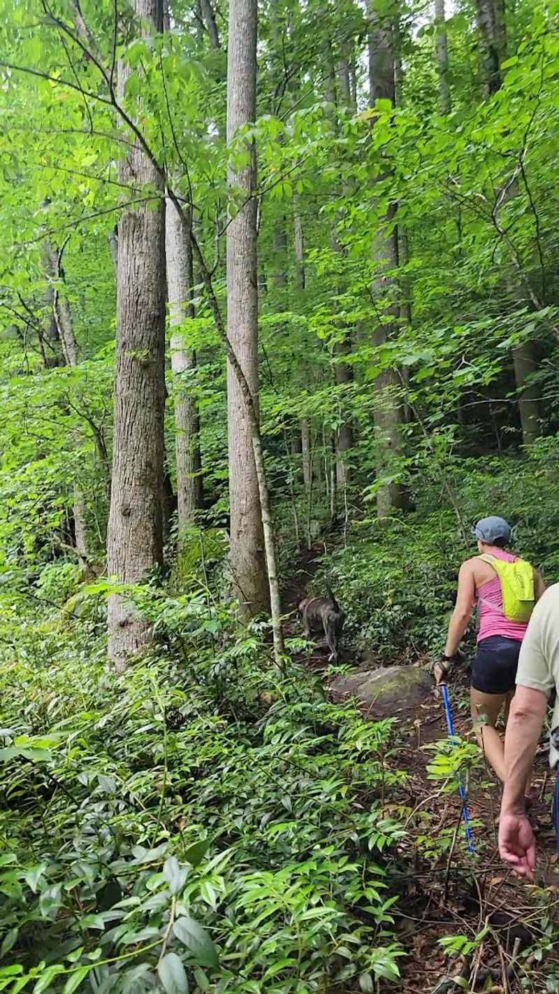 Shining Rock Wilderness - Art Loeb Trail
