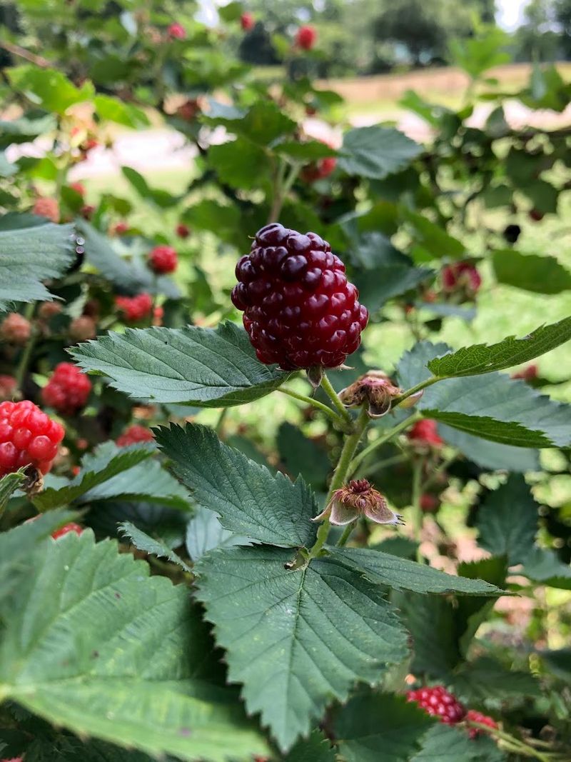 Plump Blackberry Picking Adventure