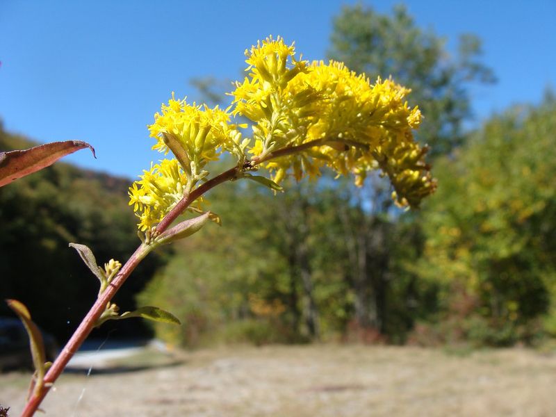 NC Highway 215 (Balsam Grove to Canton Area)