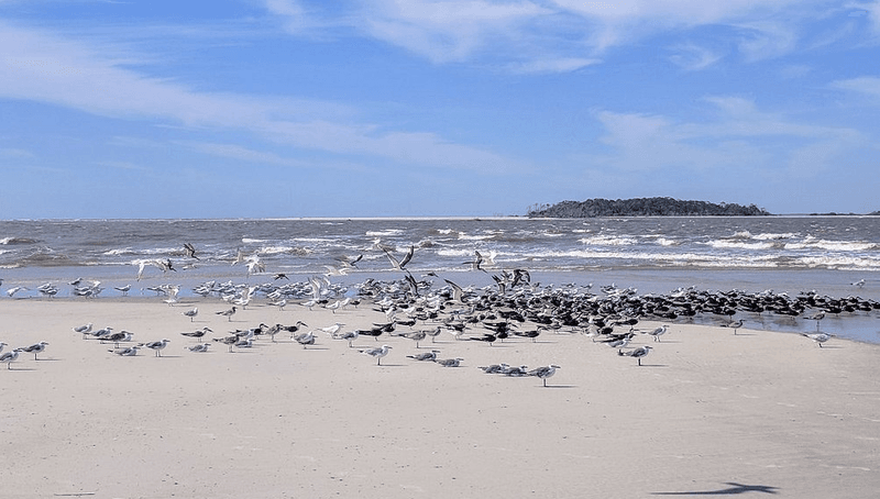 Back River Beach, Chatham County
