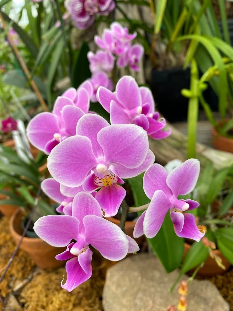 UNC Charlotte Botanical Gardens (Charlotte)