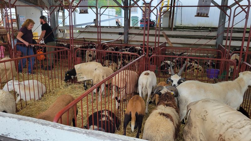 Sheep & Woolcraft Fair