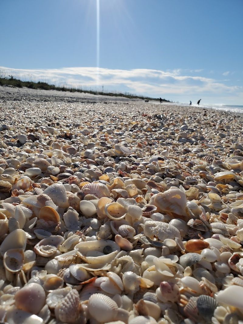 A True Shelling and Shark Tooth Hotspot