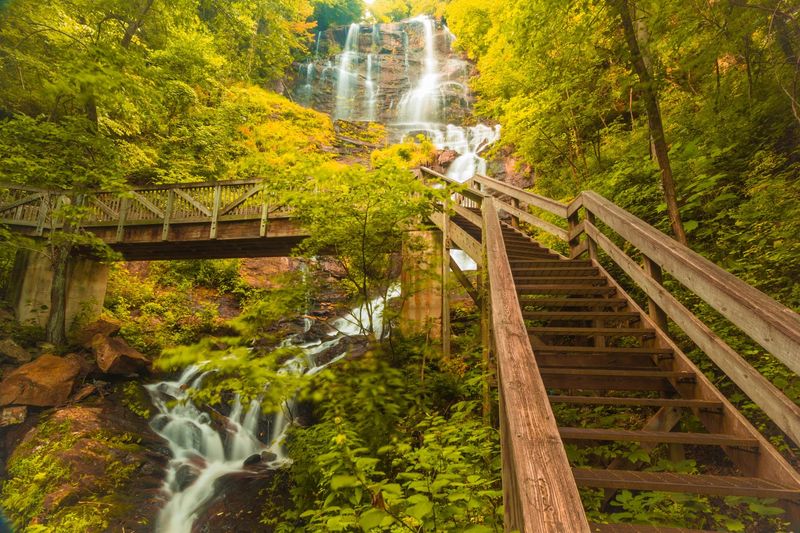 Wildlife Encounters and Forest Magic