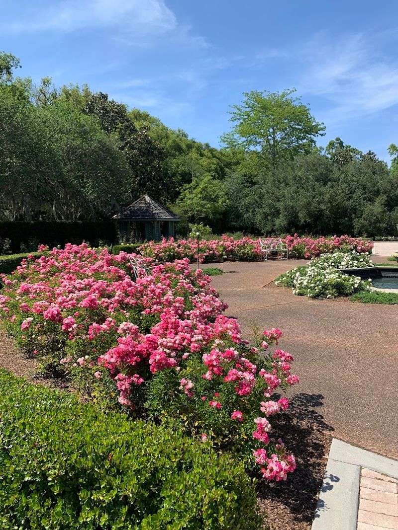 The Rose Garden at Harry P. Leu Gardens