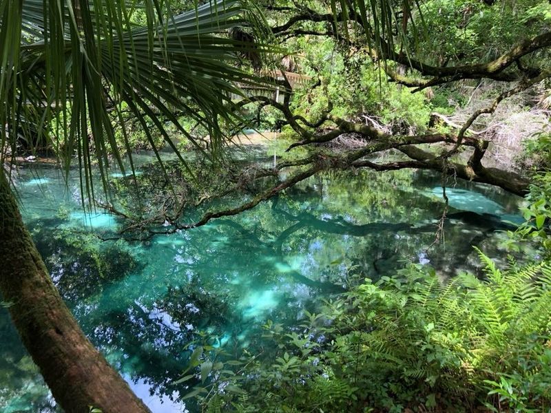 Ocala National Forest &ndash; Easy Spring Hikes & Nature Stops