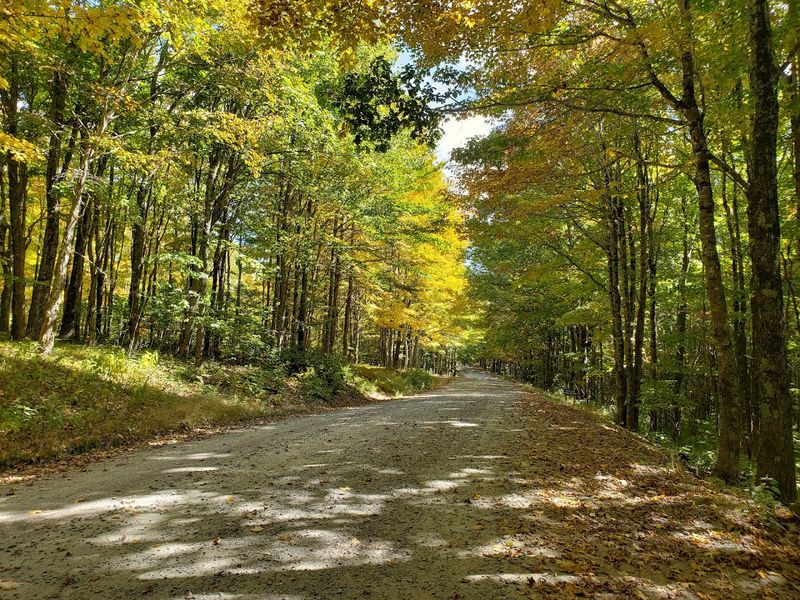 Ancient Beech Forests and Mountain Ecology