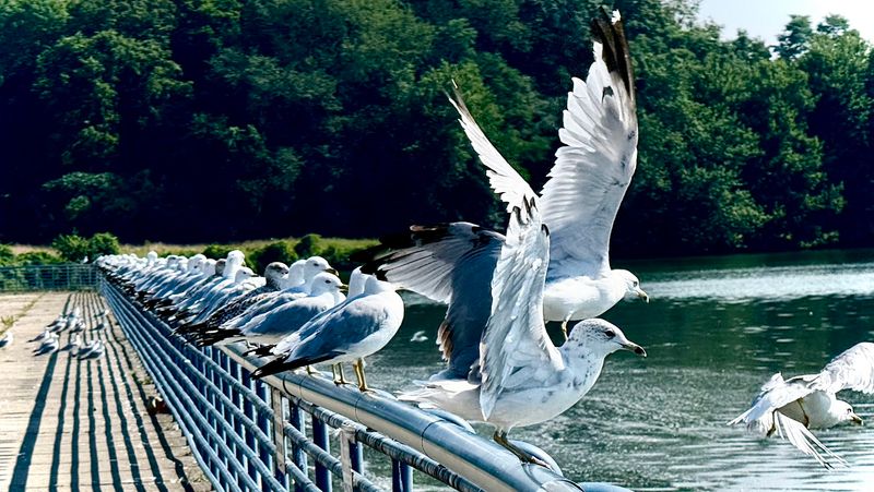 Spotting Bald Eagles and Other Wildlife