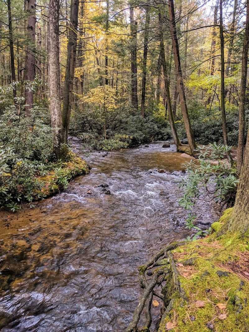 Rothrock State Forest - Alan Seeger Natural Area