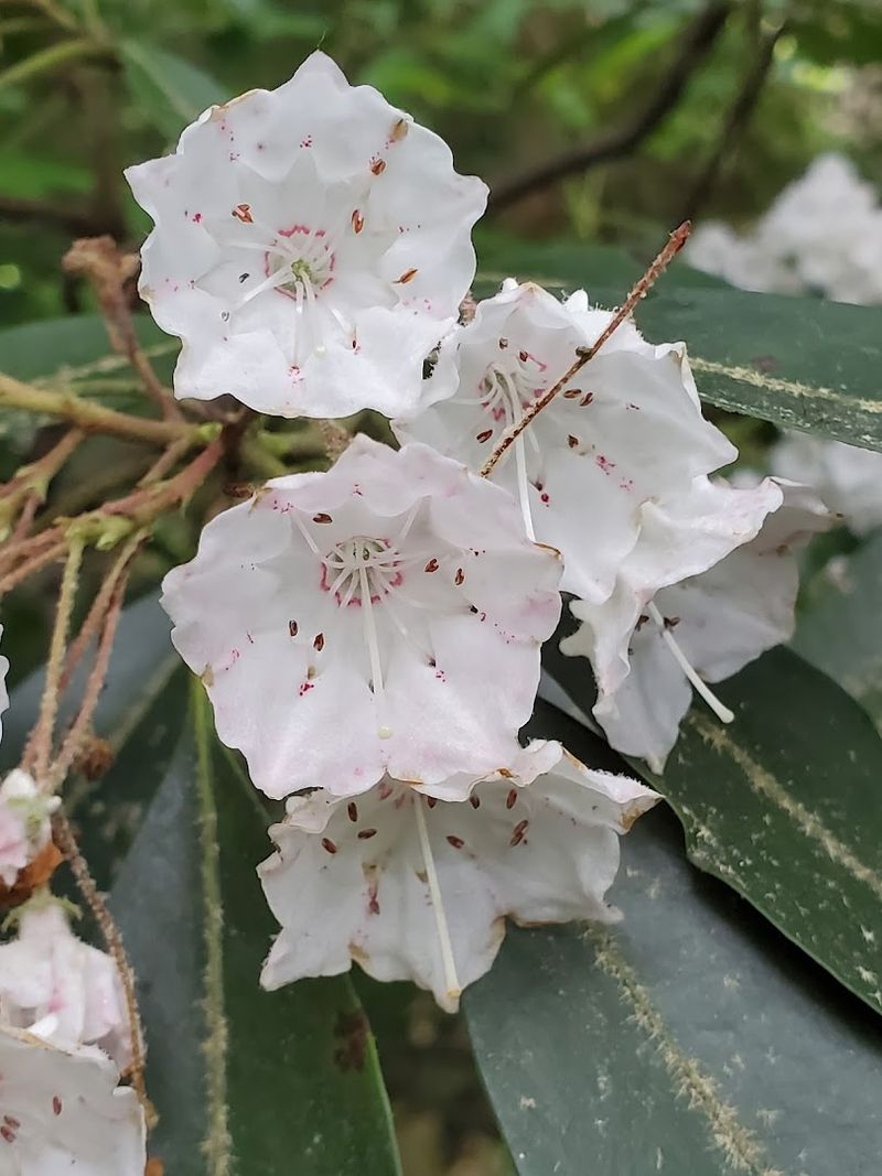 Asheville Botanical Garden &ndash; Asheville