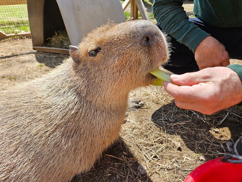 Animal Adventures Family Zoo & Rescue Center