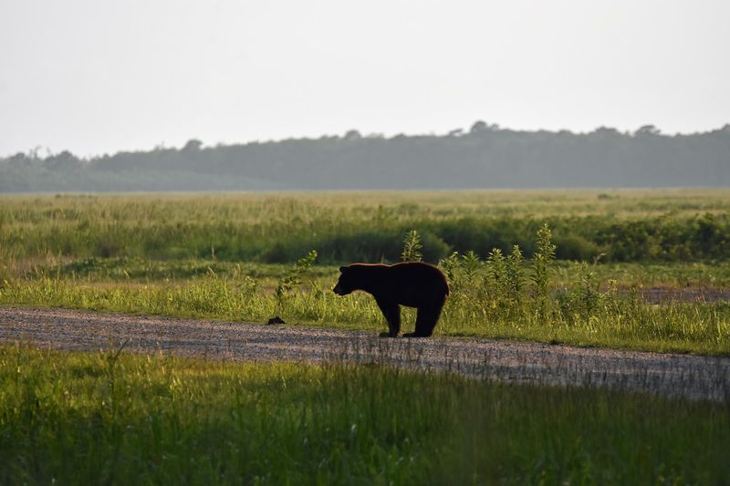 Alligator River National Wildlife Refuge