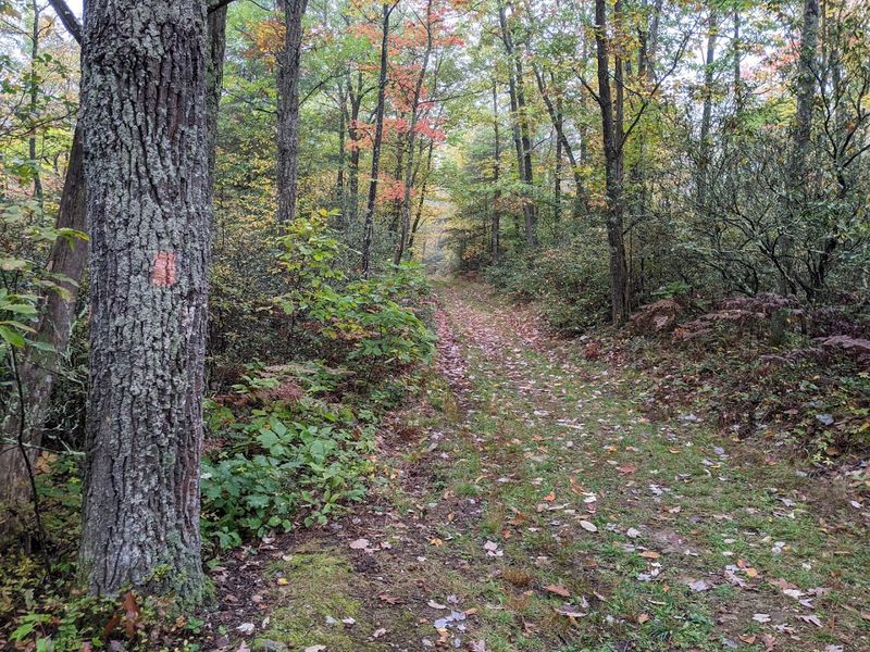 Black Forest Trail
