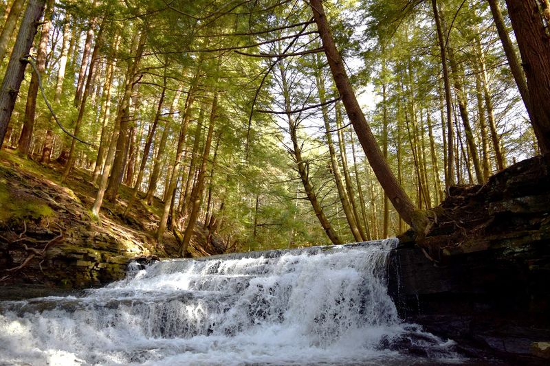Salt Springs State Park, Susquehanna County