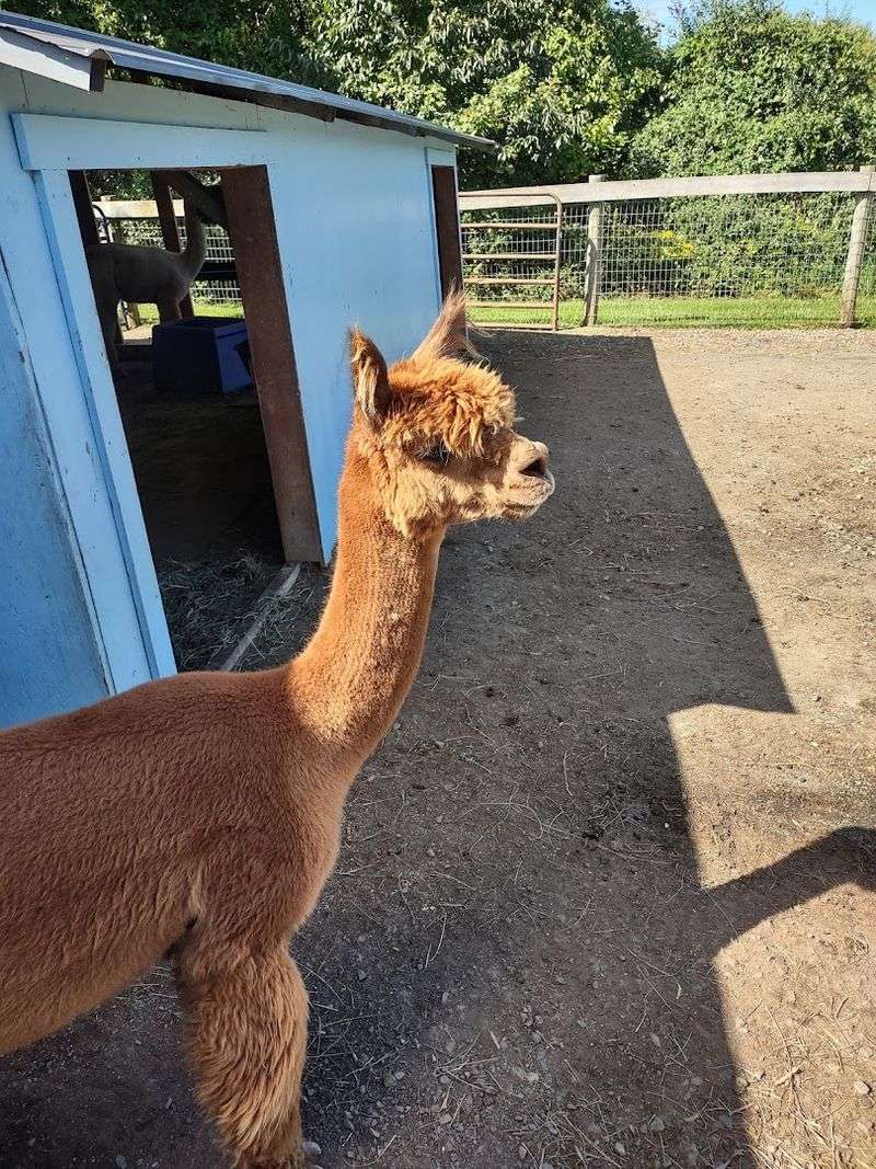 Dream Maker Alpaca Ranch