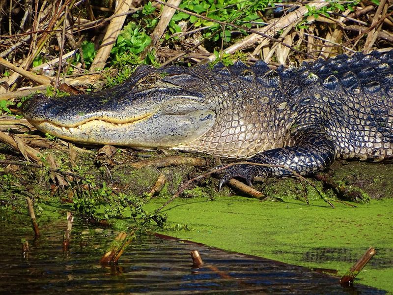 Lake Apopka Wildlife Drive