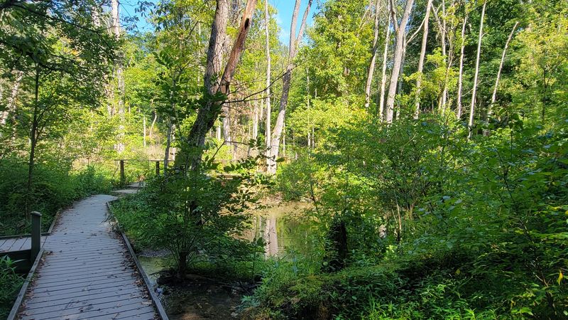 Centuries-Old Giants Tower Above the Trail