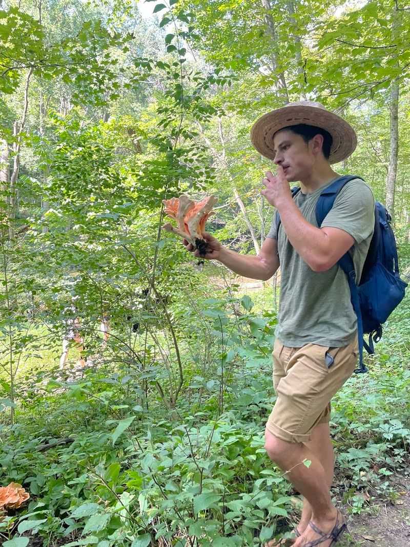 Join a Wild Mushroom and Foraging Tour