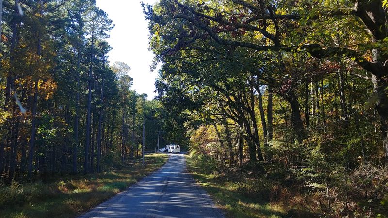 Massive Trees and Rich Forest Habitat