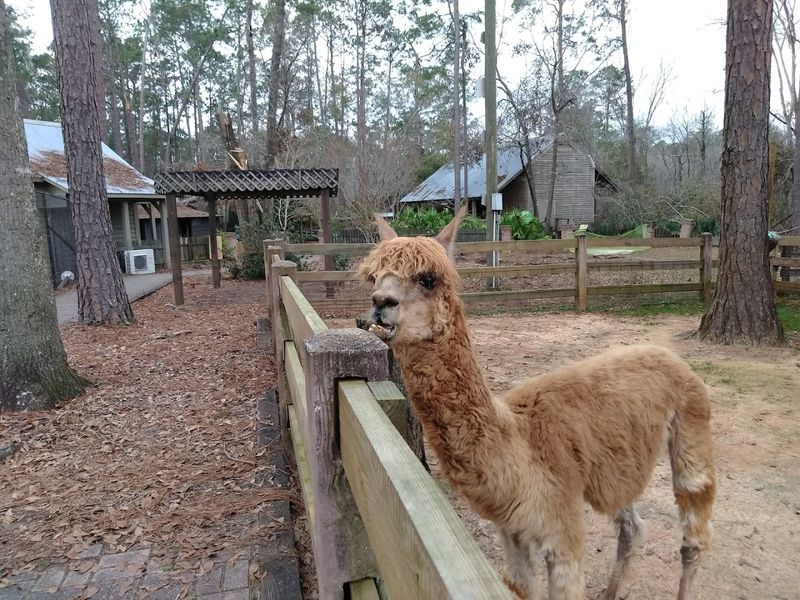 Chehaw Park and Zoo (Albany)