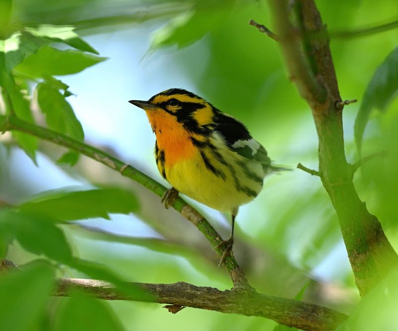 Magee Marsh Wildlife Area - Oak Harbor, Ottawa County