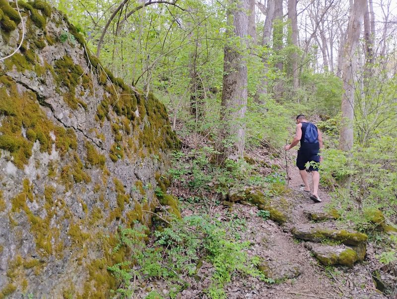 Year-Round Lush Green Understory