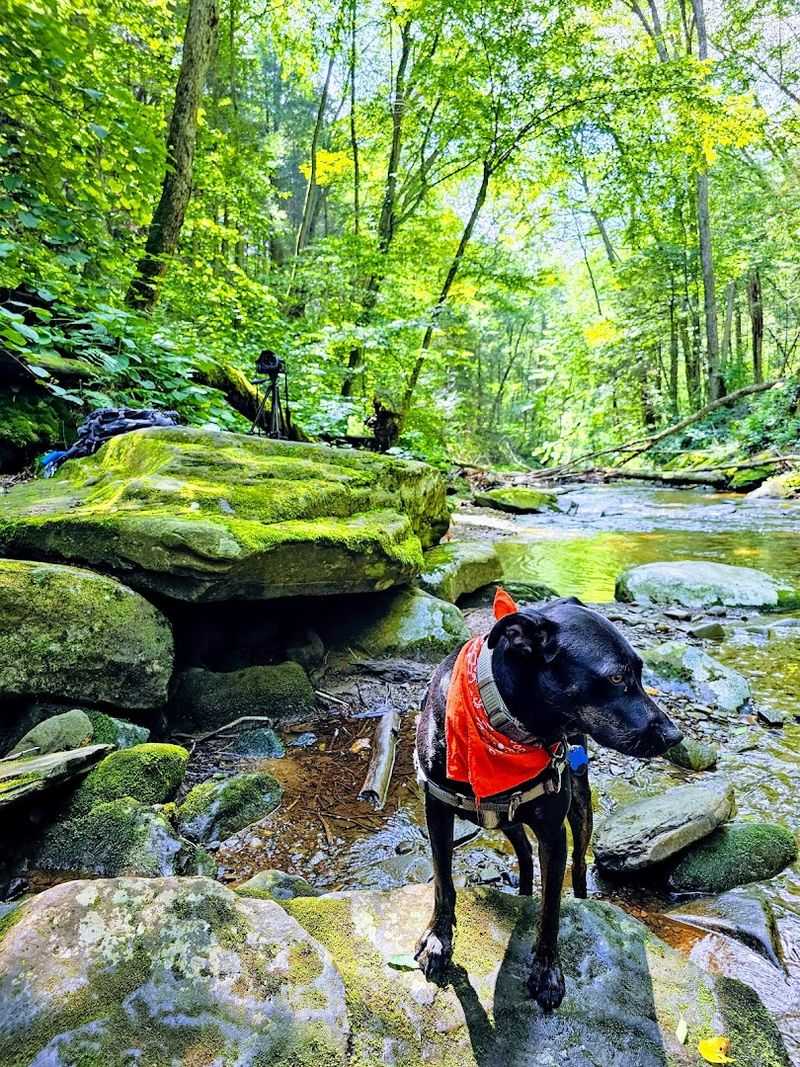 State Game Lands 13 (Northcentral PA Wild Bird Area)
