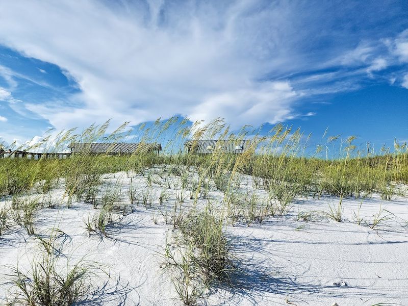 Scaling The Living Ancient Dunes