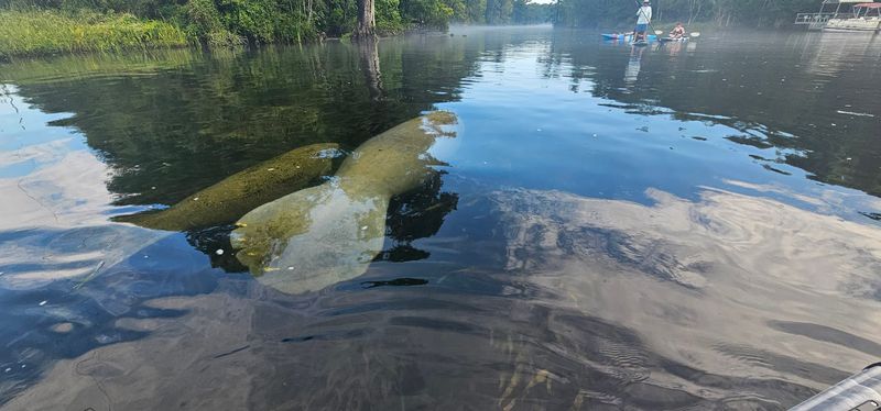 Wakulla River (Near Tallahassee)