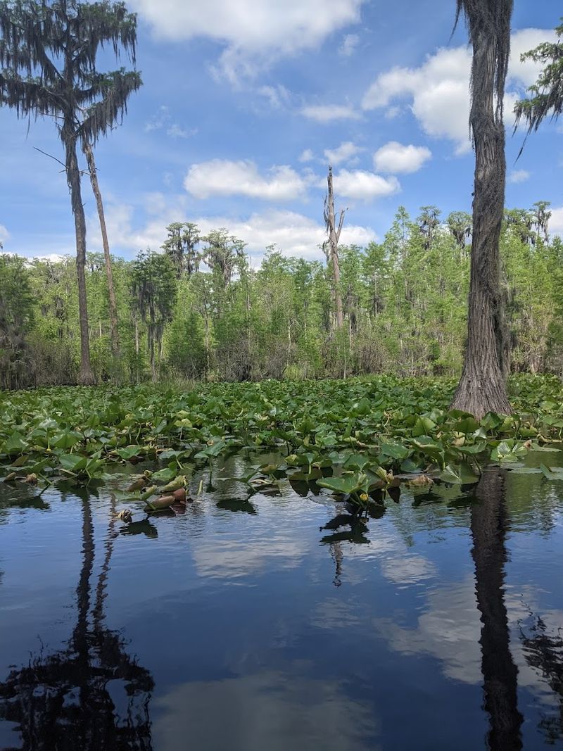 Okefenokee Swamp (Folkston)