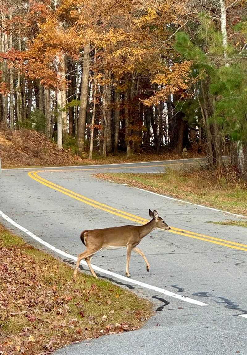 Wildlife Encounters and Natural Serenity