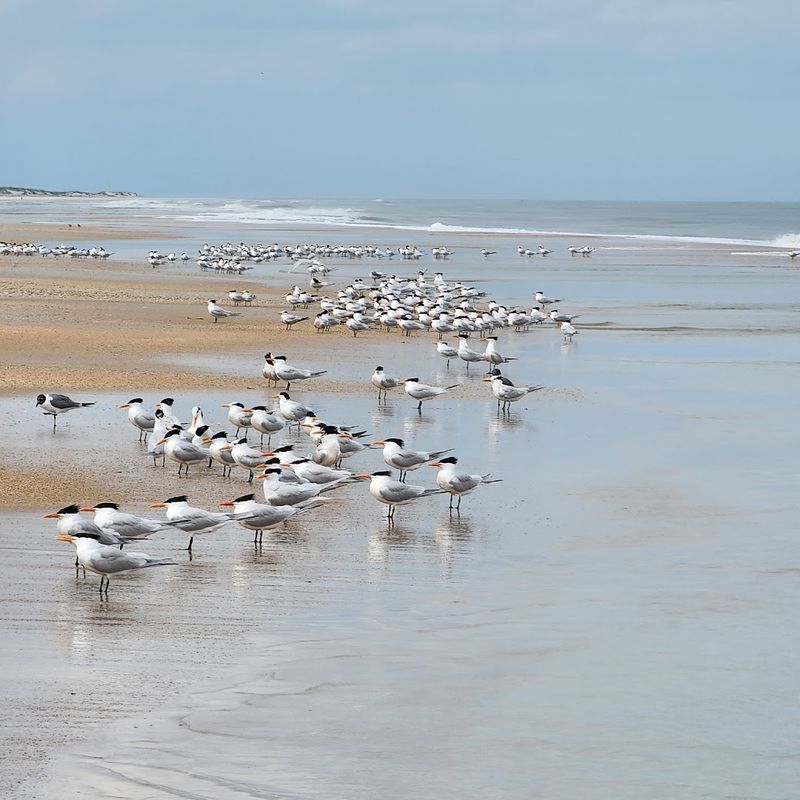 Birdwatching At The Salt Marsh And Estuary