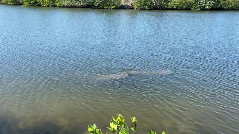 Frequent Dolphin And Manatee Sightings