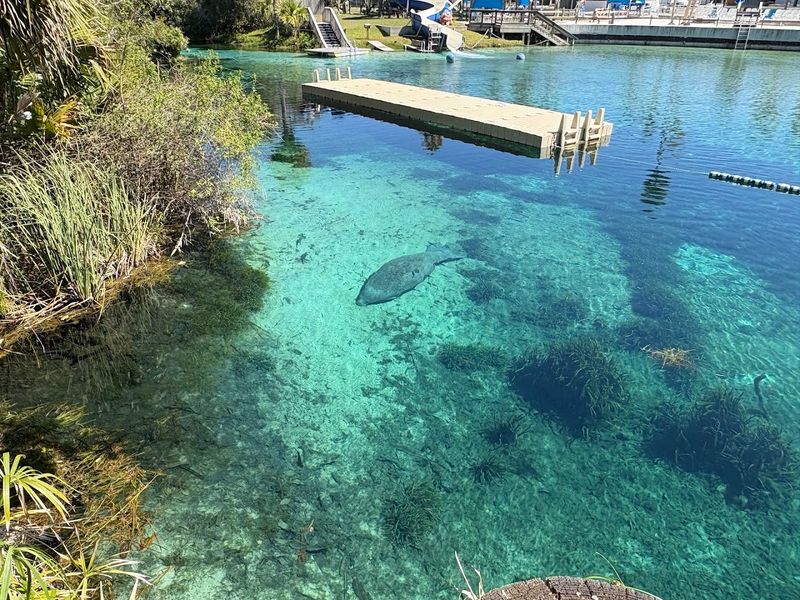 Manatee Viewing Opportunities