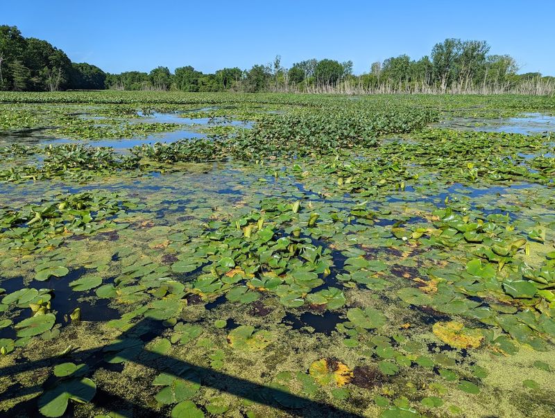 Sheldon Marsh Nature Preserve Boardwalk 