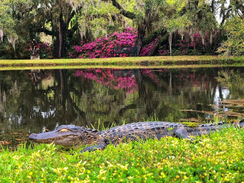 Lowcountry Zoo With Native Wildlife