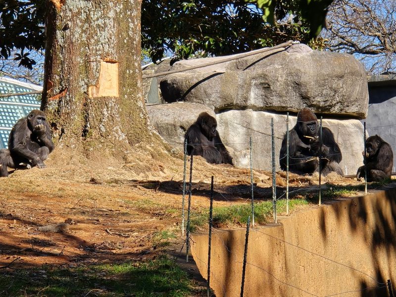 Gorillas Are Another Major Highlight