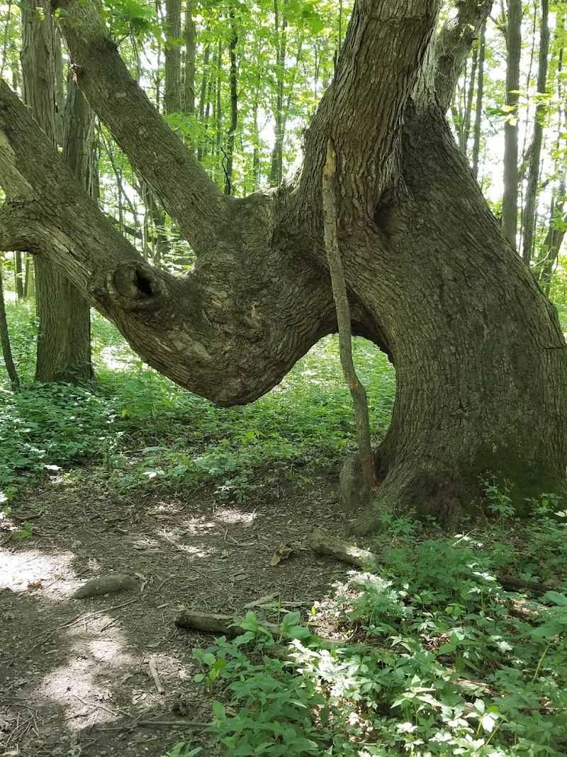 Lawrence Woods State Nature Preserve 