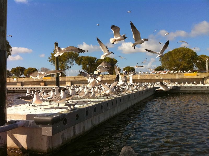 Diverse Bird Species Haven